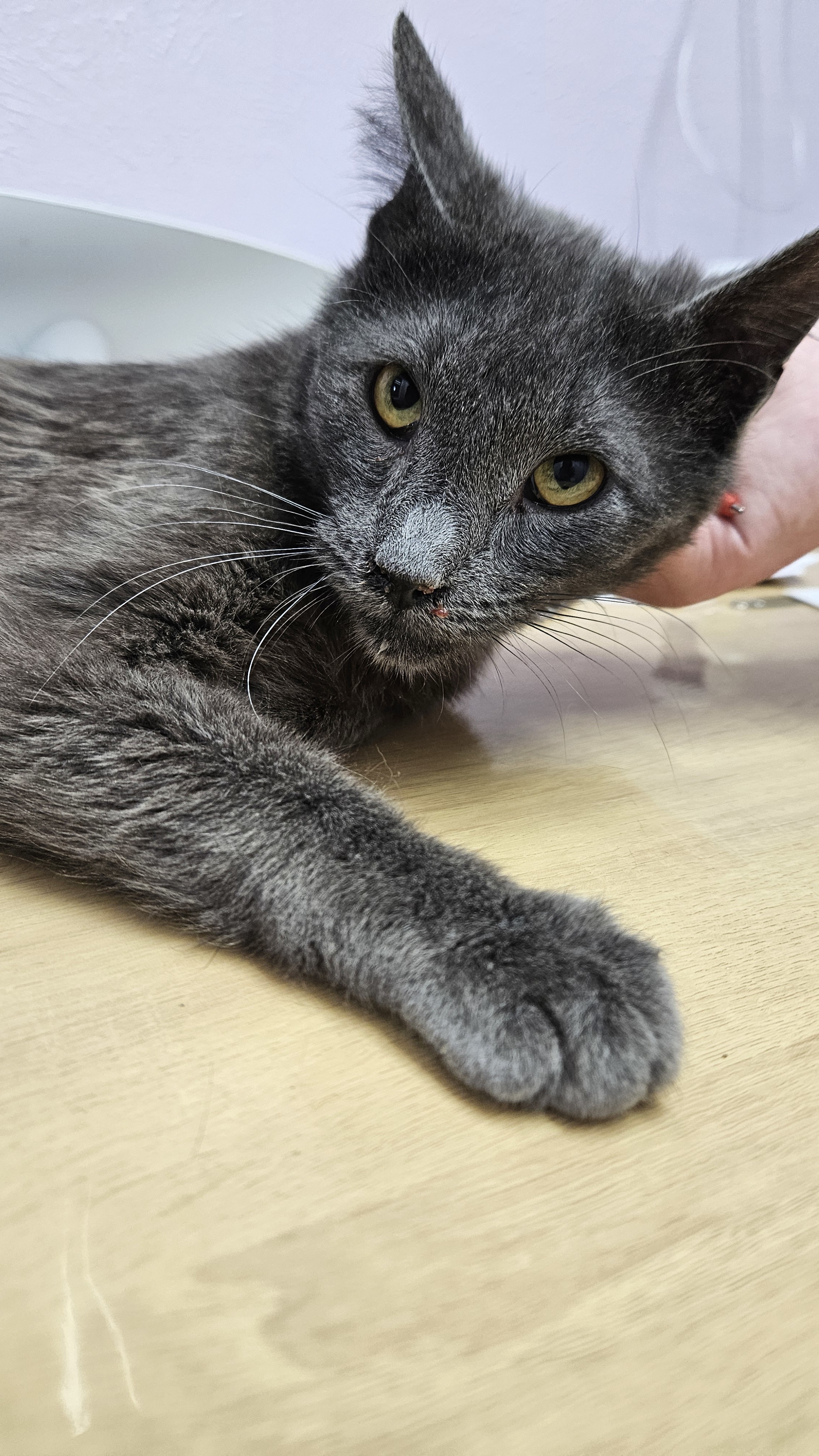 Roll, an adoptable Domestic Short Hair in Lakewood, CO, 80215 | Photo Image 3