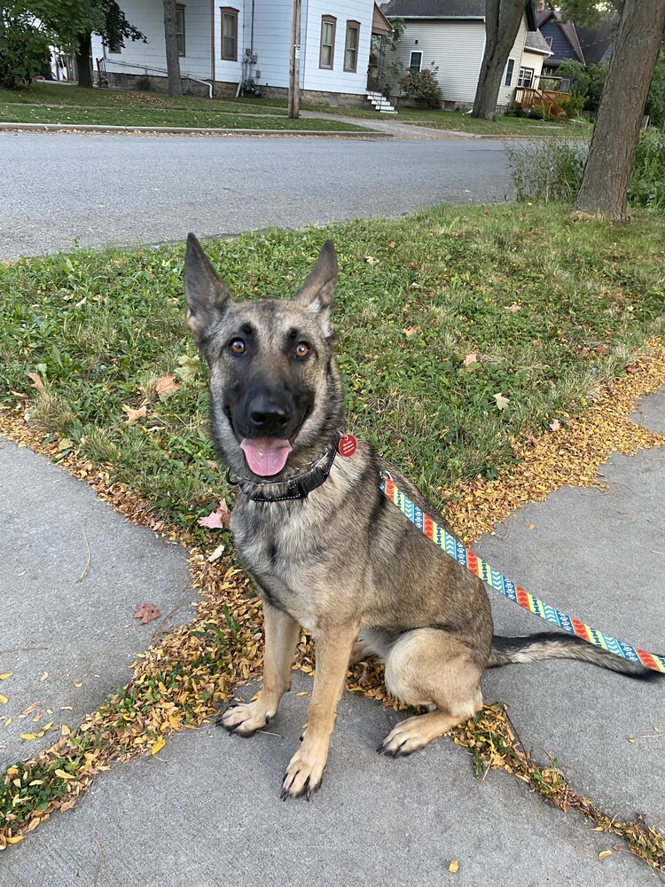 Tangerine, an adoptable German Shepherd Dog, Belgian Shepherd / Malinois in Suamico, WI, 54173 | Photo Image 2
