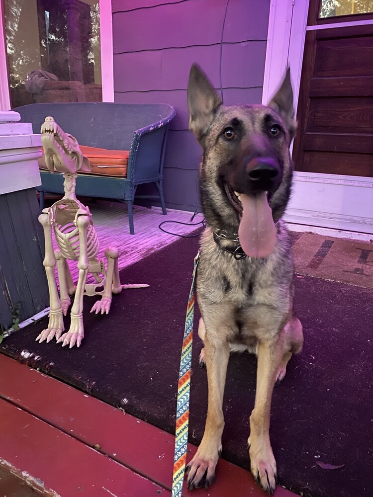 Tangerine, an adoptable German Shepherd Dog, Belgian Shepherd / Malinois in Suamico, WI, 54173 | Photo Image 3