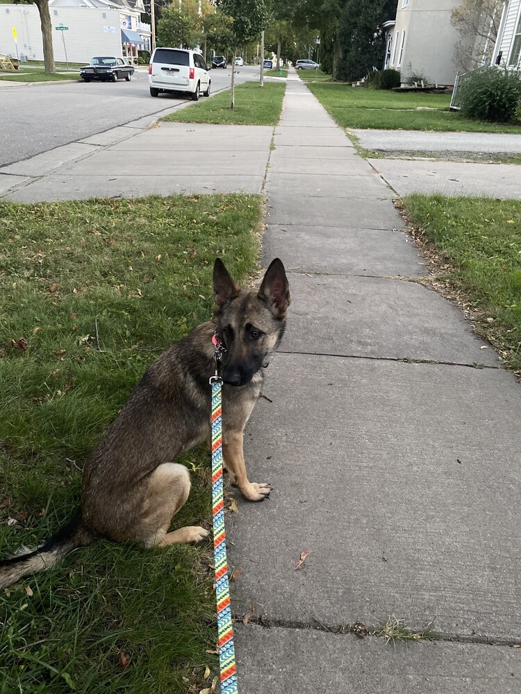 Tangerine, an adoptable German Shepherd Dog, Belgian Shepherd / Malinois in Suamico, WI, 54173 | Photo Image 4