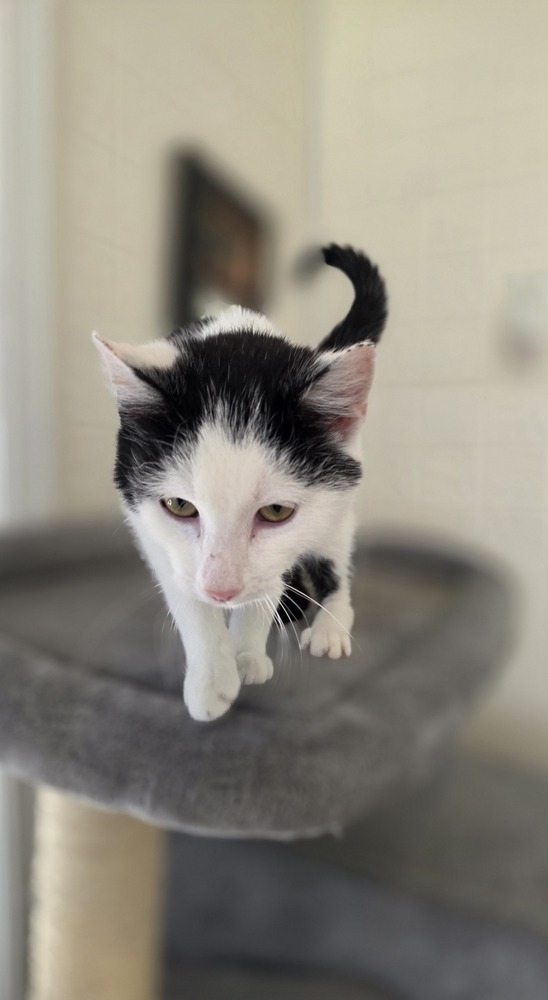 Lad Kitty