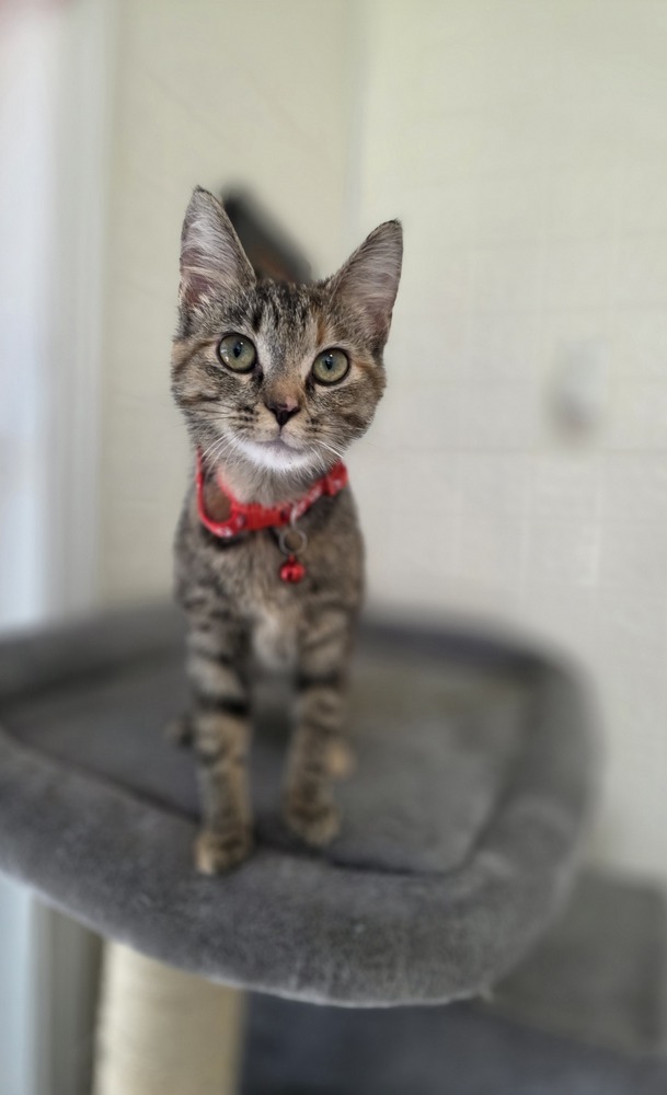 Zuzu Kitty