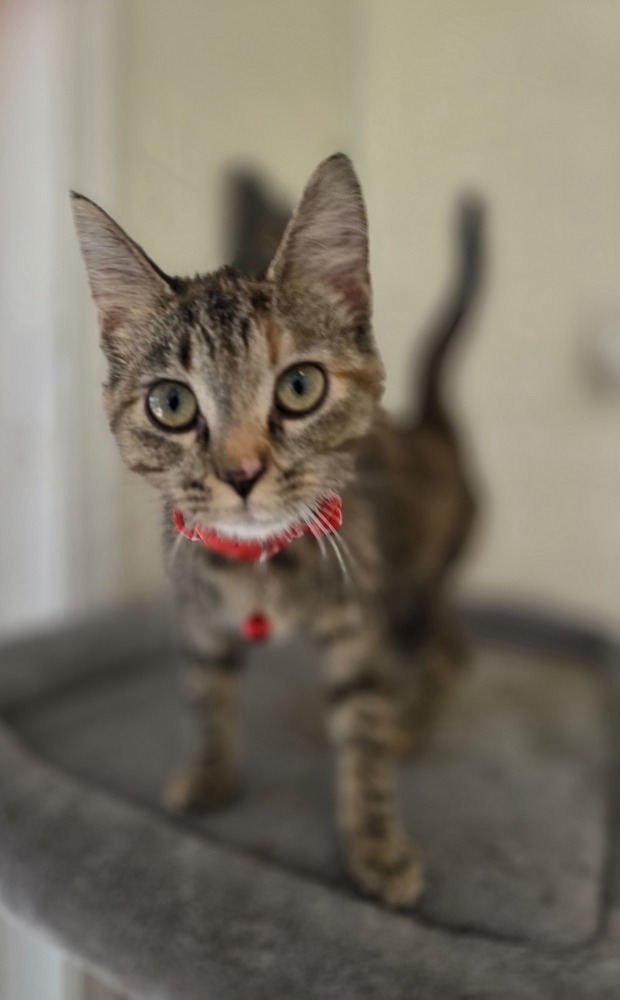 Zuzu Kitty