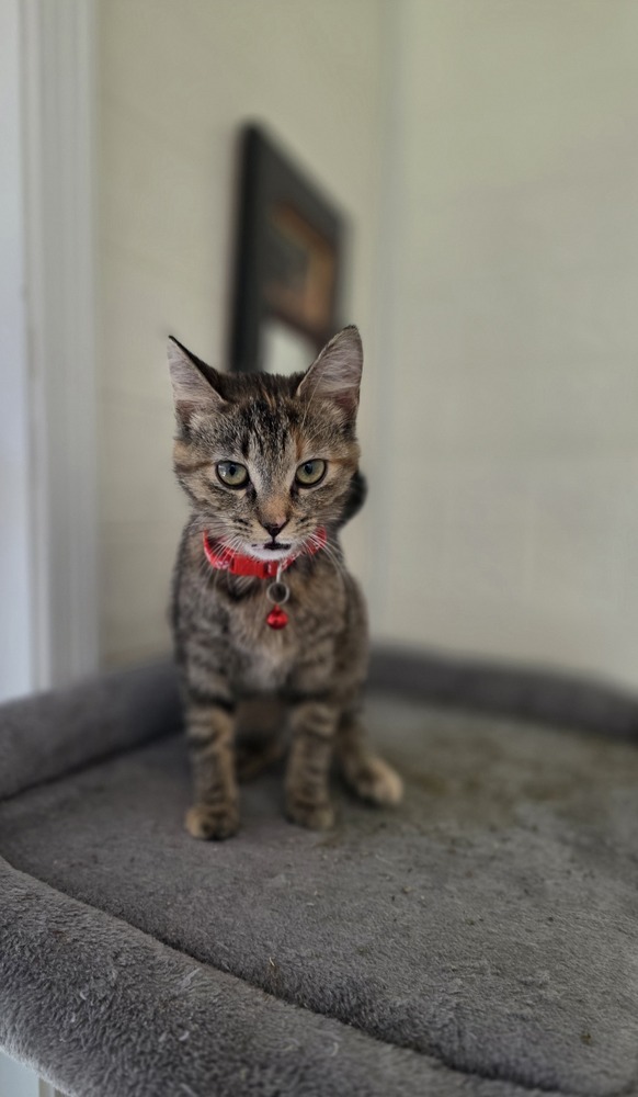 Zuzu Kitty