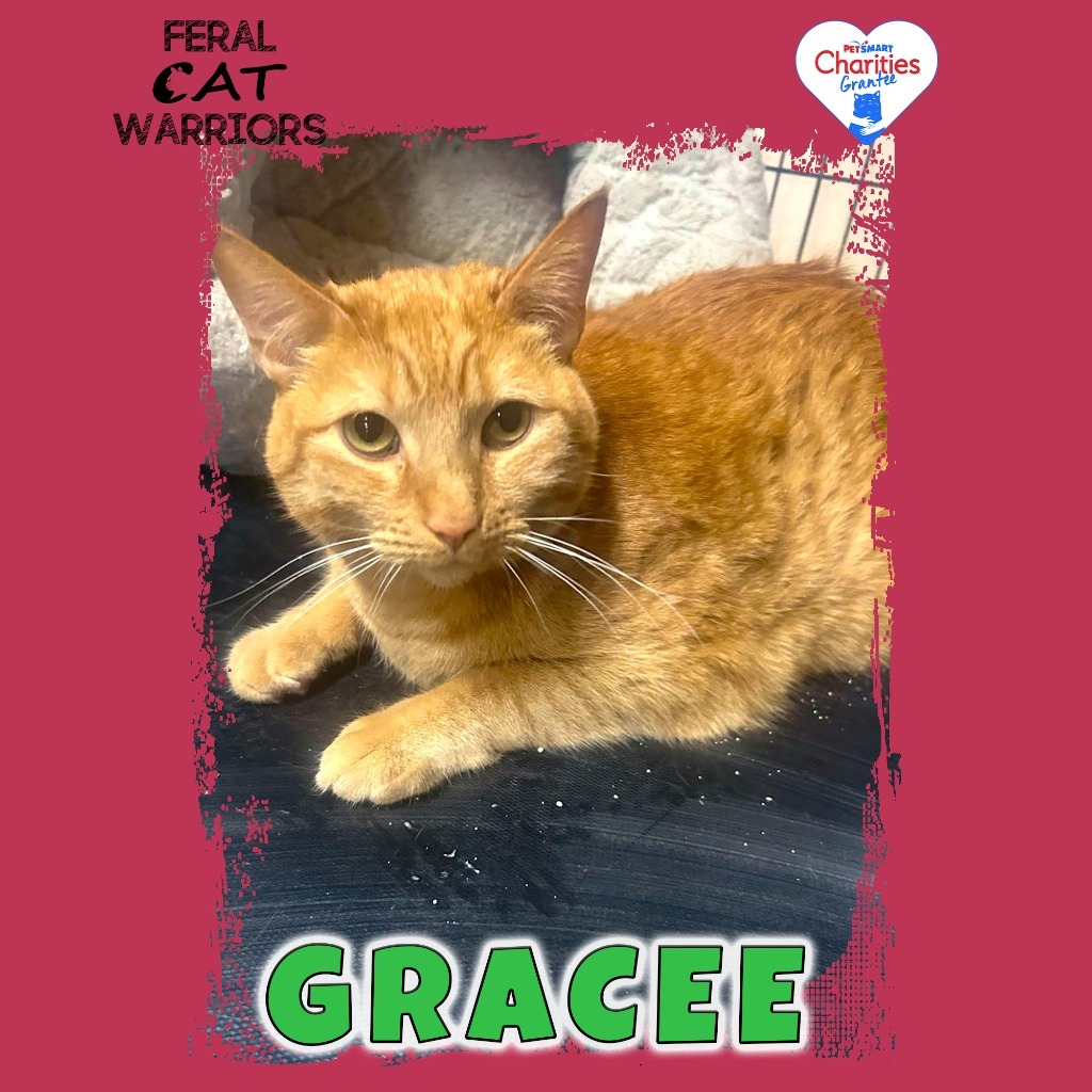 Gracee, an adoptable Domestic Short Hair in Kingman, AZ, 86401 | Photo Image 1