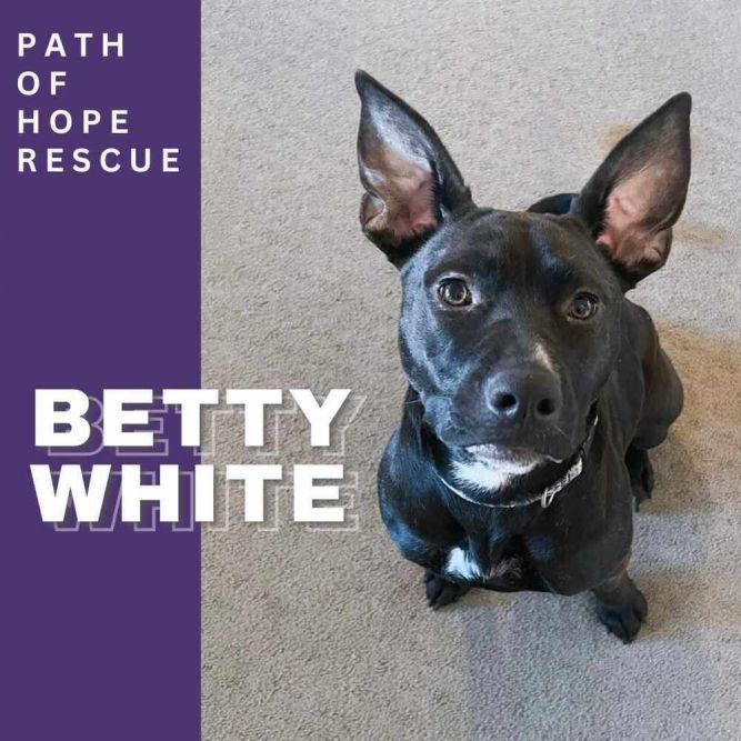 Dog for adoption - Betty White, a German Shepherd Dog & American ...