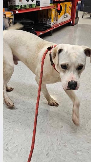 RAZOR, Adult Male Terrier