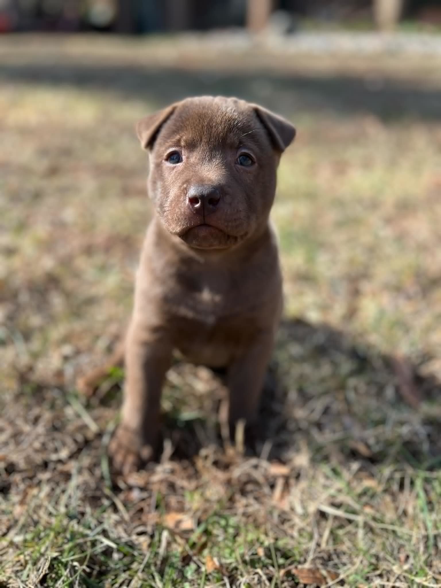 Dog for adoption - Teddy Bear - Shelby Litter, a Labrador Retriever ...