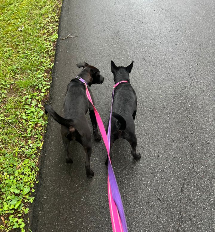 Panther - Shelby Litter 3