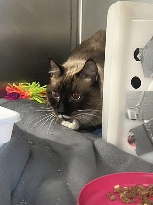 Gracie, an adoptable Domestic Short Hair in Rhinelander, WI, 54501 | Photo Image 1