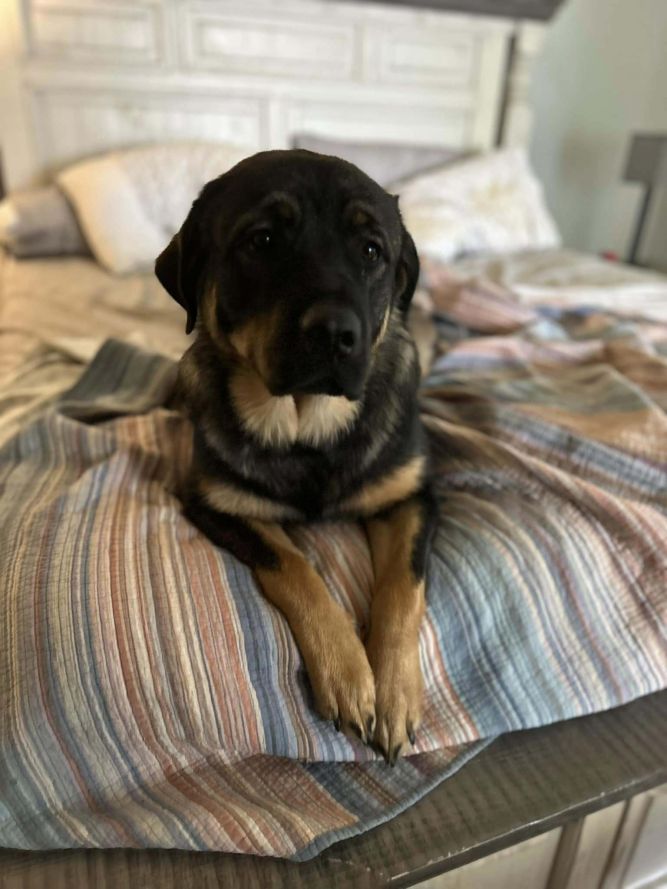 Maya