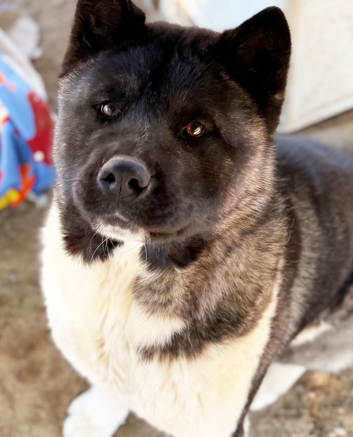 Bonnie