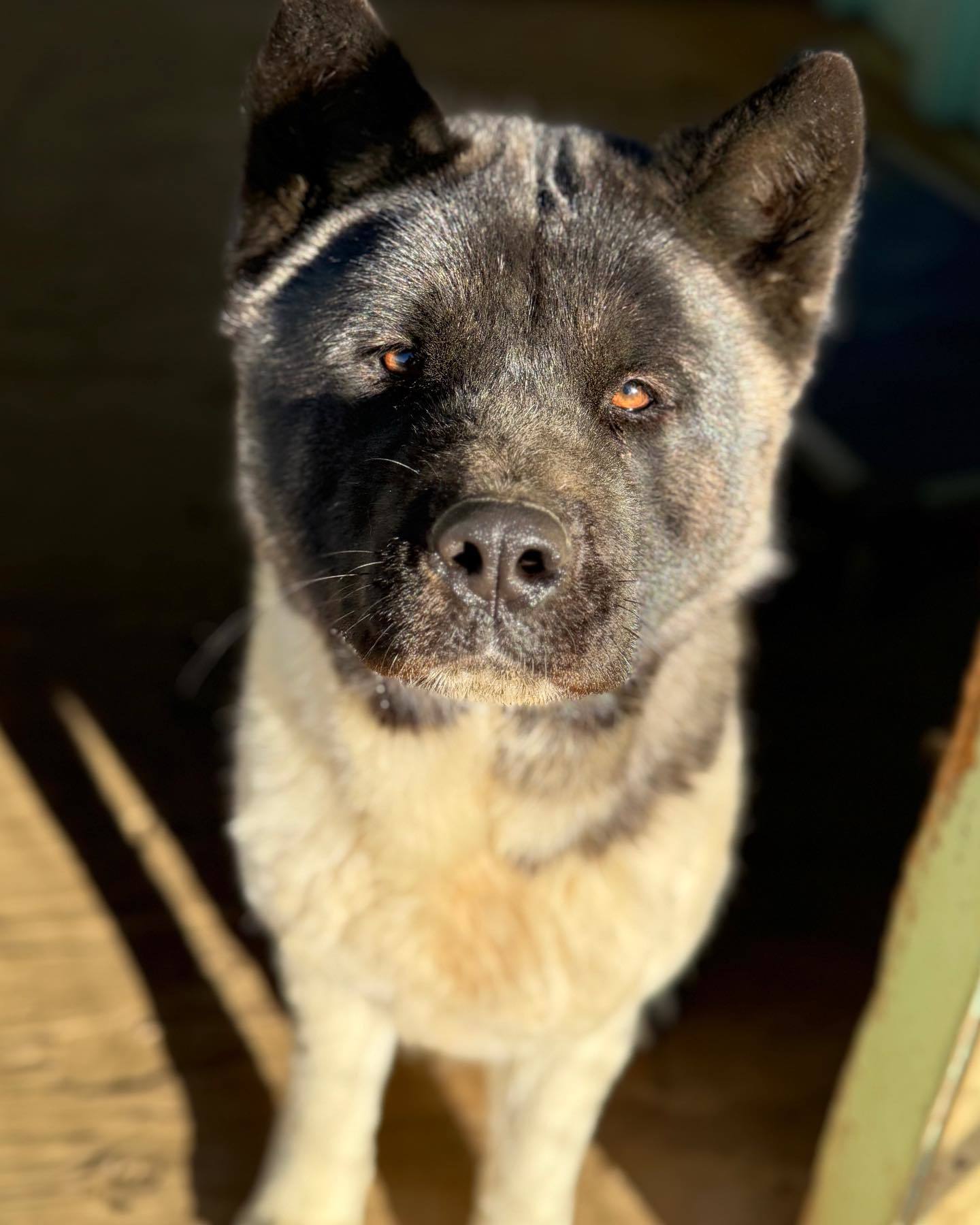 Bonnie
