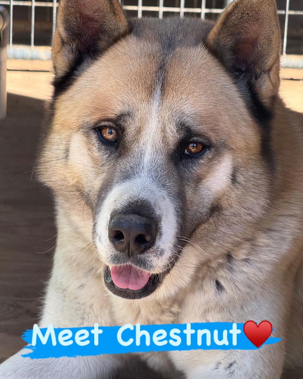 Chestnut