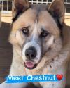 Chestnut photo 1