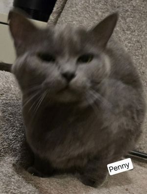 Penny, Adult Female Tabby