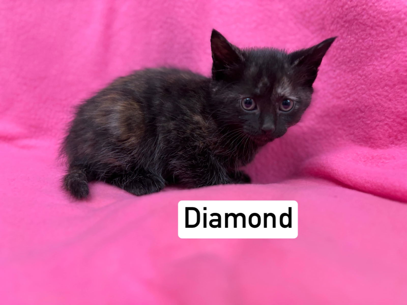 Cat for adoption - Diamond - Visit at Seven Hills Vet, a Domestic Short ...