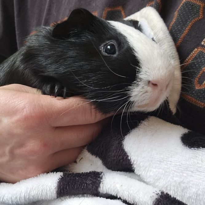 Biscuit bonded with Nugget