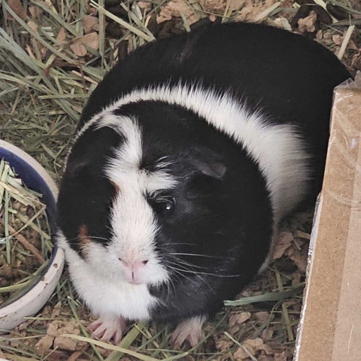 Nugget bonded with Biscuit 1