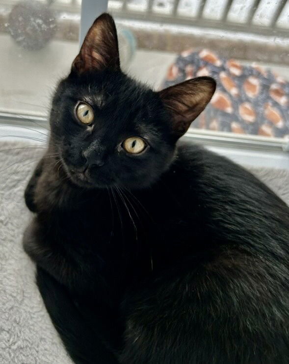 Oliver