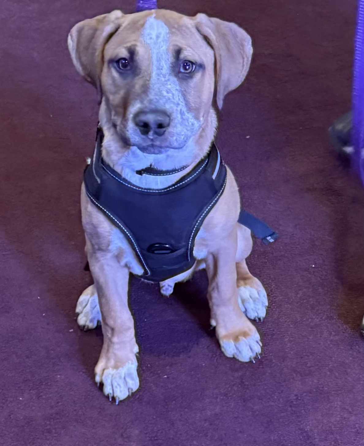 Freddie