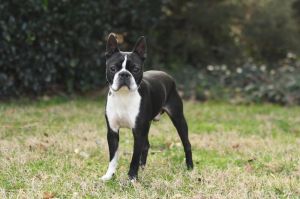You can fill out an adoption application online on our official websiteMeet Brady Brady is a 2-3 y