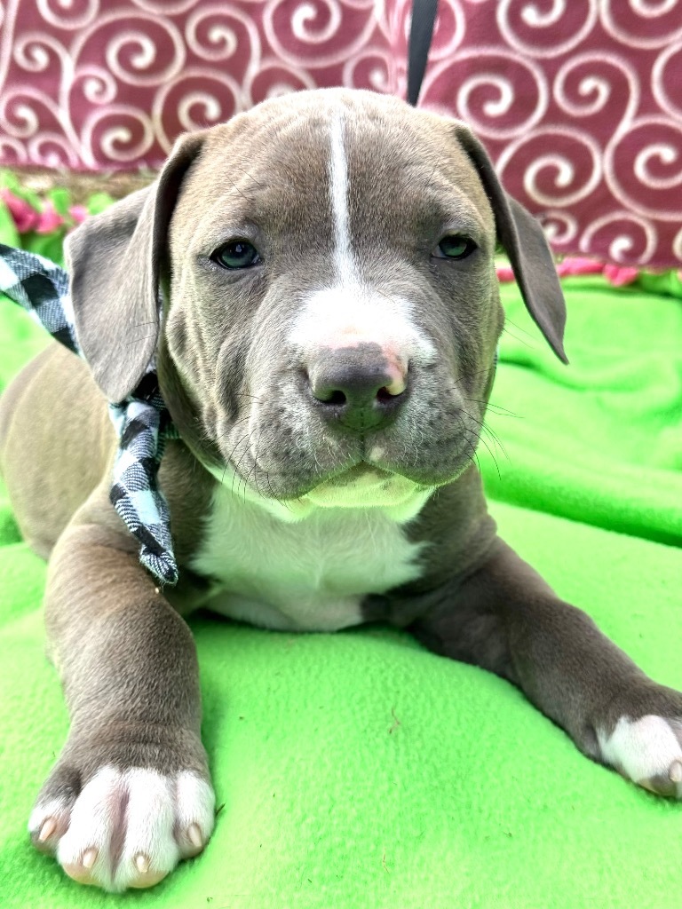 Merlin