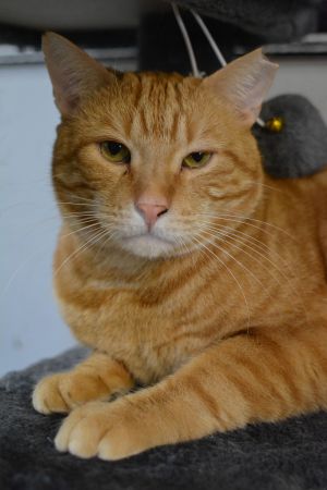 Calvin, Adult Male unknown