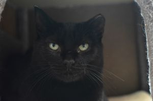 Popcorn, Adult Female Domestic Short Hair