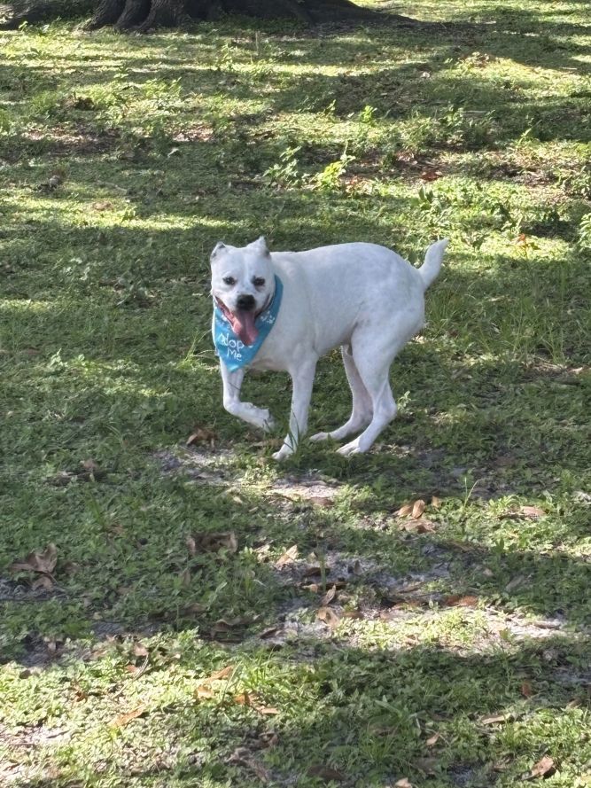 Akamaru (Fka Kodiak)