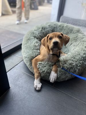 Map - 15lbs  12 weeks as of 411 Redbone Mix Neutered Expected to be about 50lbs Full Grown Thi