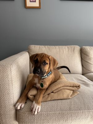 Move - 15lbs  12 weeks as of 411 Redbone Mix Neutered Expected to be about 50lbs Full Grown T