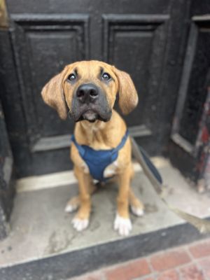 Move - 30lbs  5 months as of 617 Redbone Mix Neutered Expected to be about 60lbs Full Grown Th