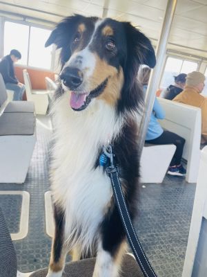 Bailey - 6 years and 40lbs Rough Collie Spayed - Needs to gain weight underweight - Special Needs