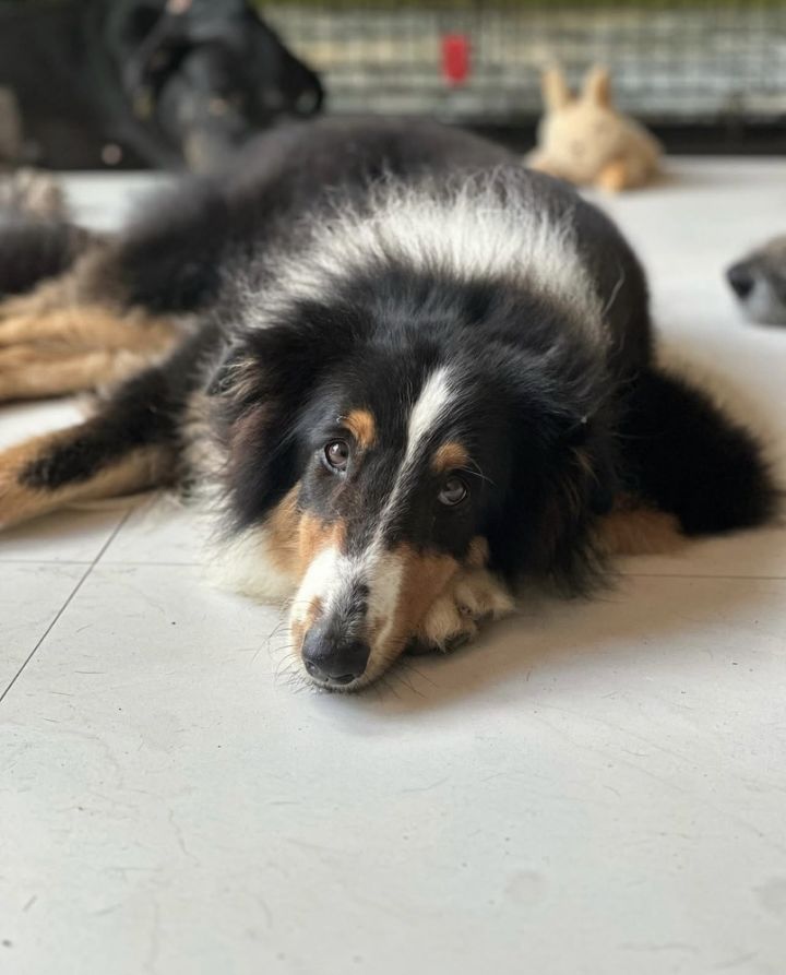 Bailey 2
