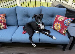 Dante - 8 months 40lbs Cattle Dog  Spaniel Mix Neutered - Needs to gain weight Expected to be a