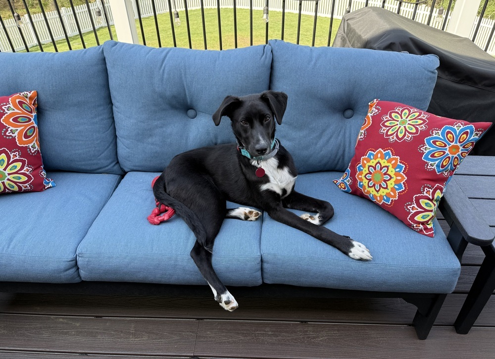 Dante, an adoptable Spaniel, Cattle Dog in Manhattan, NY, 10009 | Photo Image 1