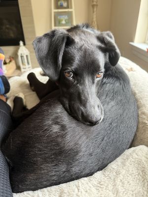 Dante - 8 months 40lbs Cattle Dog  Spaniel Mix Neutered - Needs to gain weight Expected to be a