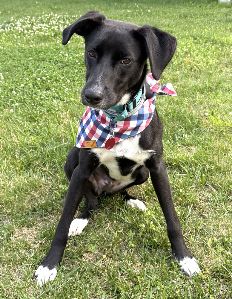 Dante, an adoptable Spaniel, Cattle Dog in Manhattan, NY, 10009 | Photo Image 1