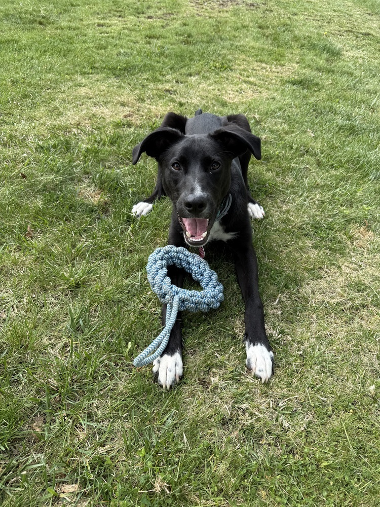 Dante, an adoptable Spaniel, Cattle Dog in Manhattan, NY, 10009 | Photo Image 2