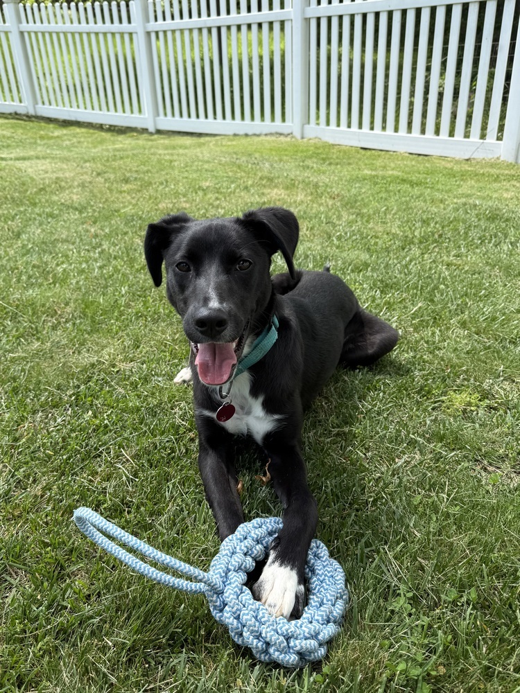 Dante, an adoptable Spaniel, Cattle Dog in Manhattan, NY, 10009 | Photo Image 2