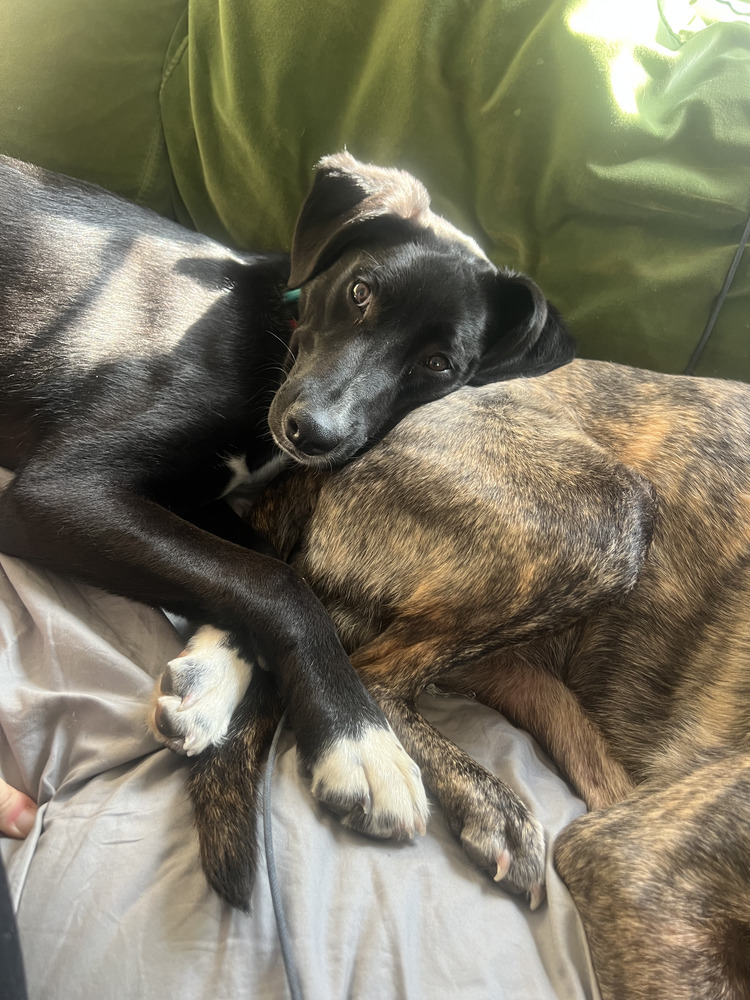 Dante, an adoptable Spaniel, Cattle Dog in Manhattan, NY, 10009 | Photo Image 3