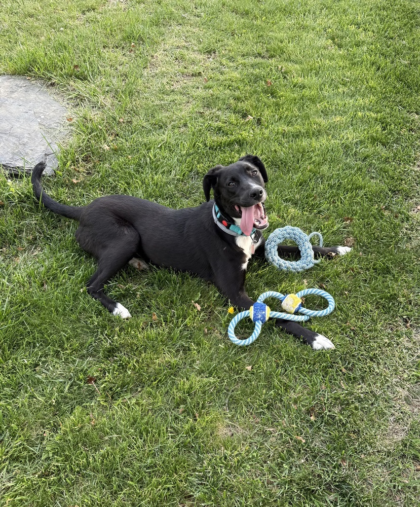 Dante, an adoptable Spaniel, Cattle Dog in Manhattan, NY, 10009 | Photo Image 4