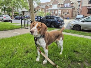 Deeds- 2 years 32lbs Beagle Neutered This dog is eligible to join our foster-to-adopt program Pl