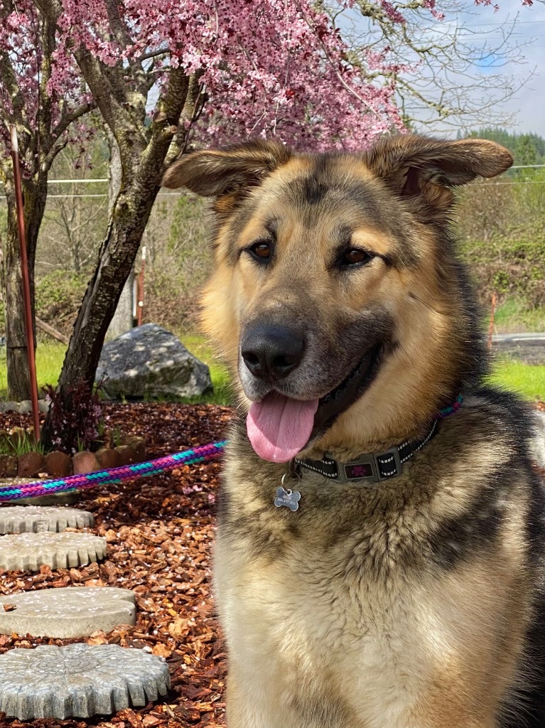 Moose, an adoptable German Shepherd Dog in Grants Pass, OR, 97526 | Photo Image 1