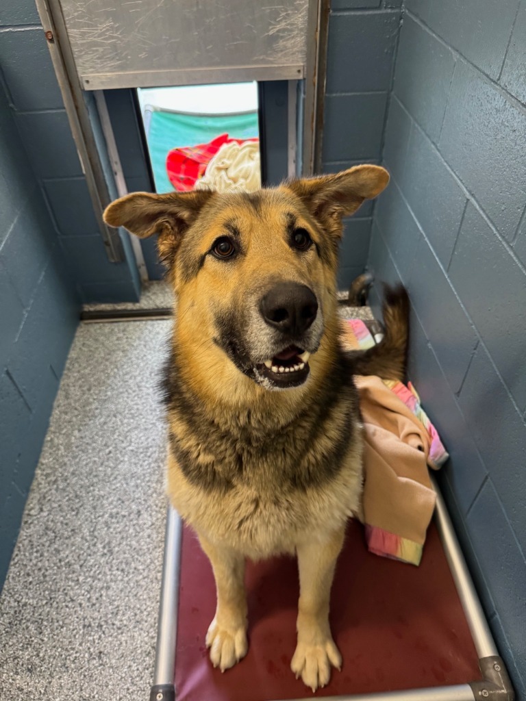 Moose, an adoptable German Shepherd Dog in Grants Pass, OR, 97526 | Photo Image 2