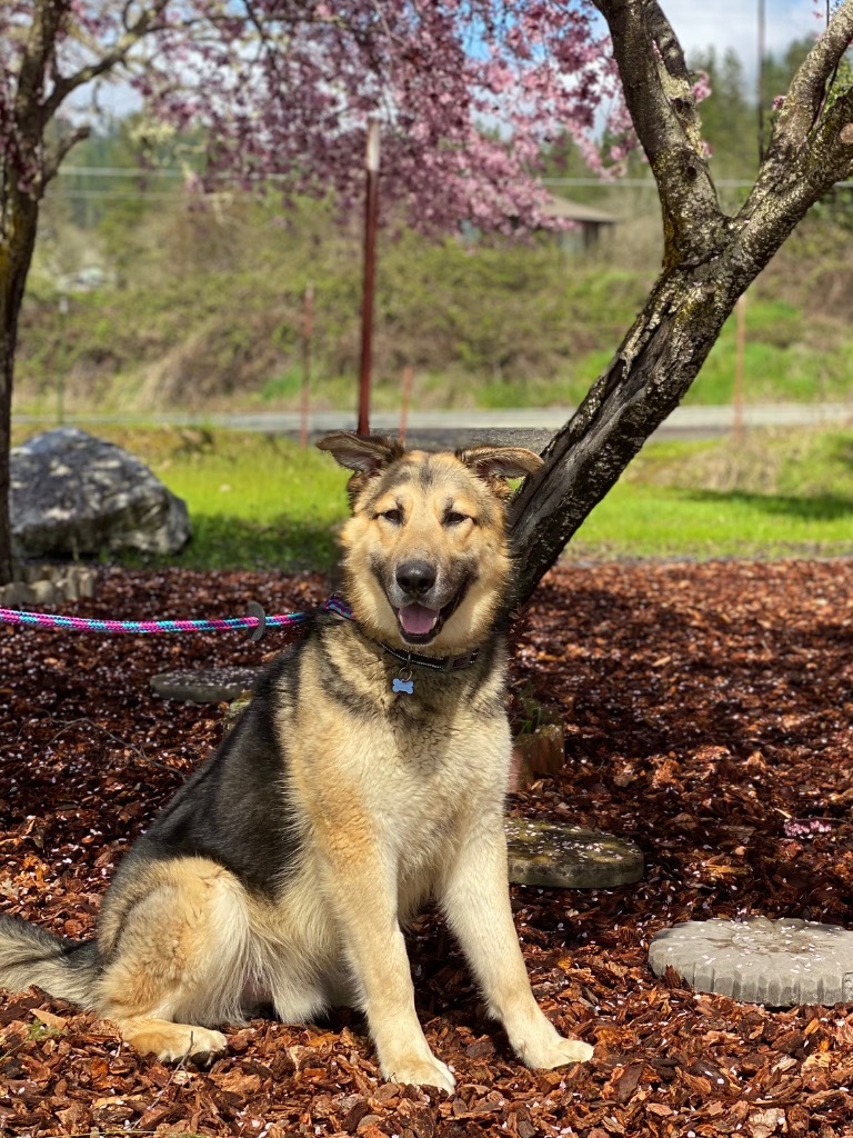 Moose, an adoptable German Shepherd Dog in Grants Pass, OR, 97526 | Photo Image 4