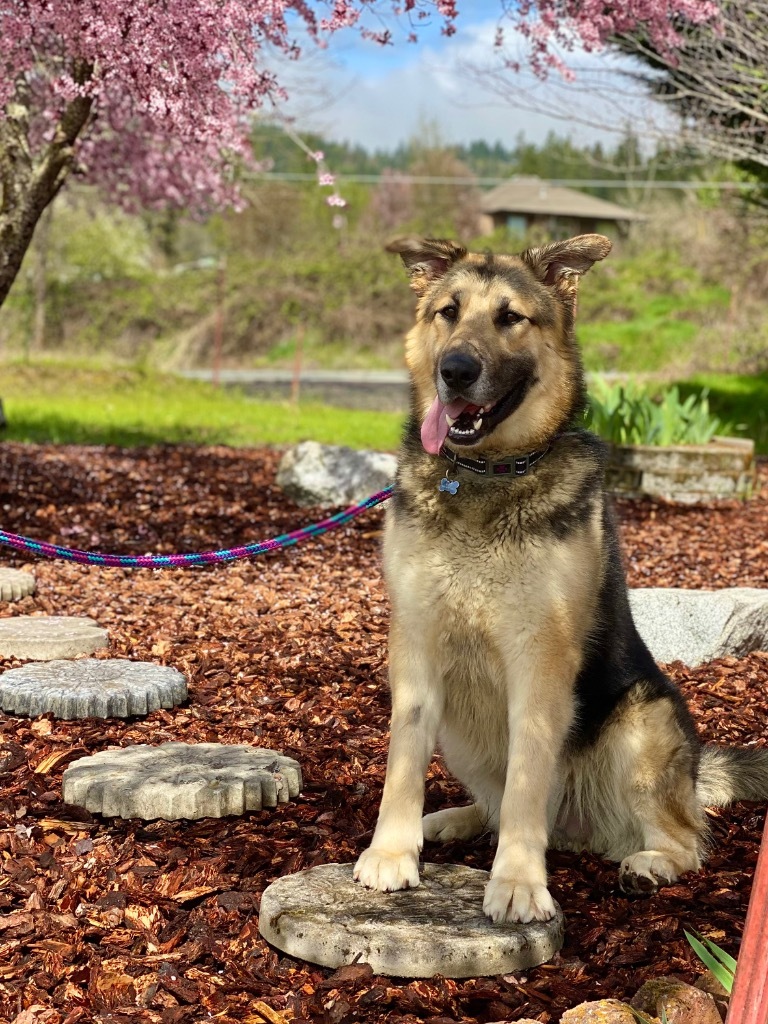 Moose, an adoptable German Shepherd Dog in Grants Pass, OR, 97526 | Photo Image 5