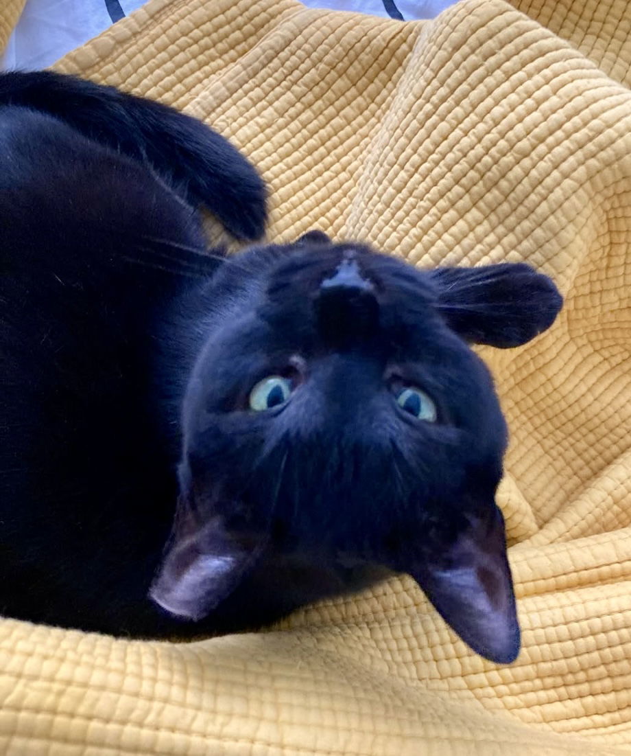 Daphne
