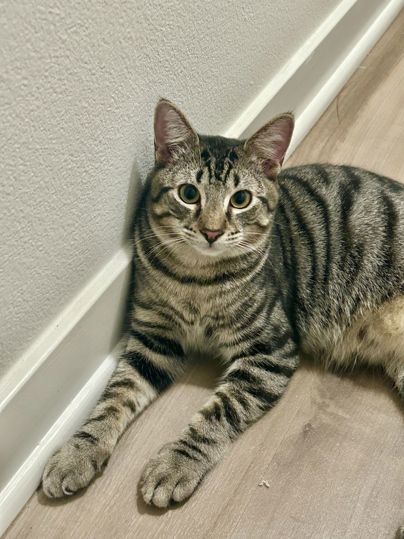 Kash- Foster needed for socialization